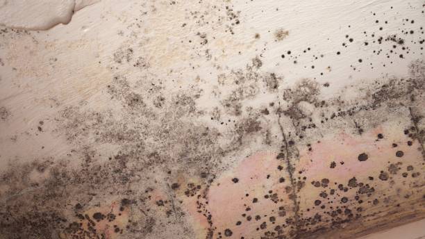 Mold Documentation for Insurance Claims in Linwood, PA